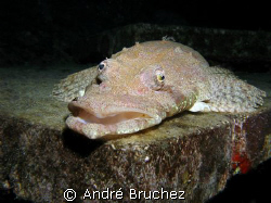 Poisson Crcodile, sur l'épave du Thistlegorm. by André Bruchez 